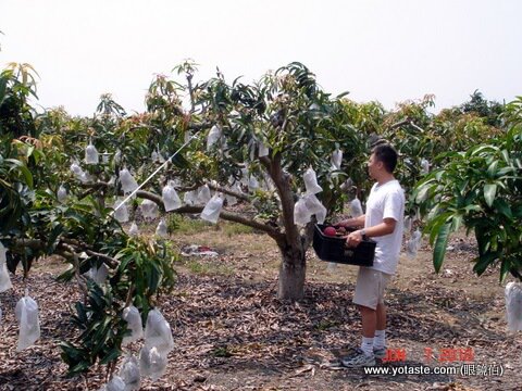 現採愛文芒果禮盒