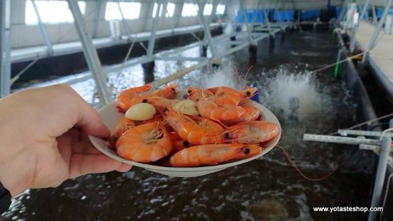 世界首創的室內海水養殖白蝦,用AI智慧養殖的白蝦,最高品質台灣海白蝦