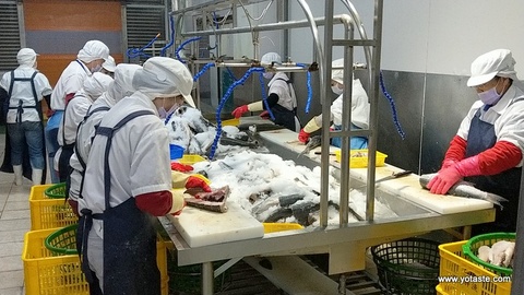 無塵室內處理野生烏魚子