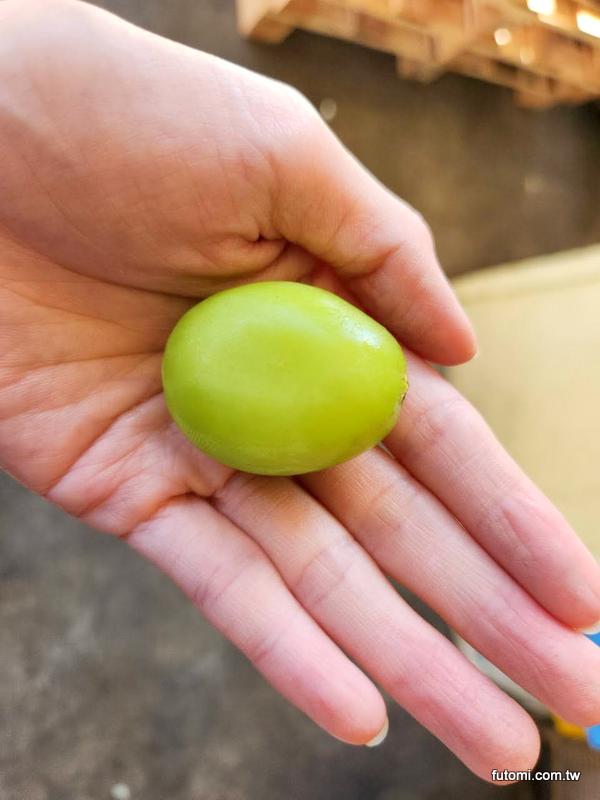 韓國麝香葡萄的大小