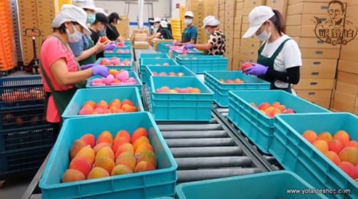 專業包裝人員逐顆檢視芒果品質