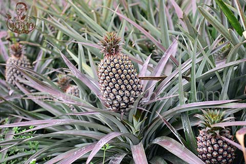 眼鏡伯契作鳳梨園裡種植的金鑽鳳梨