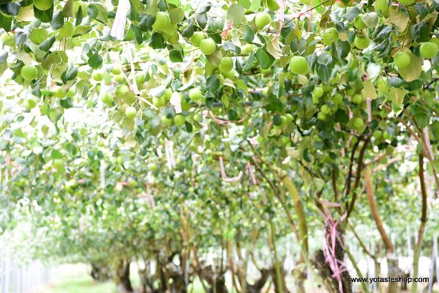 外銷日本的蜜棗果園,眼鏡伯蜜棗