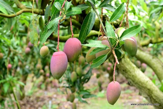 Taiwan mangos to Japan on line
