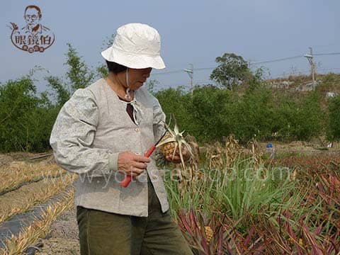 眼鏡伯契作鳳梨果園鳳梨農友削金鑽鳳梨，測試金鑽鳳梨甜度