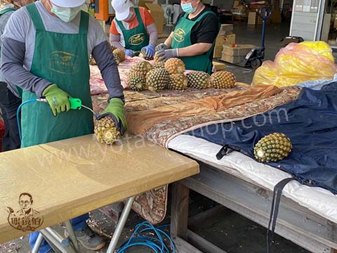 金鑽鳳梨產地農友挑選、清潔鳳梨