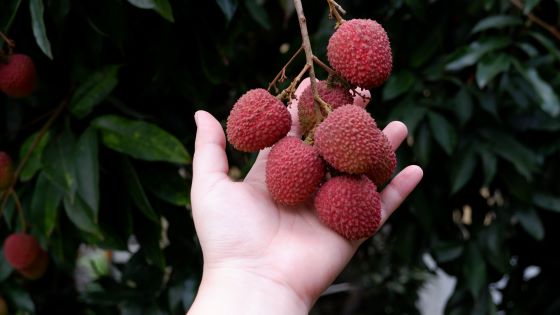 眼鏡伯契作果園玉荷包荔枝外型圓潤漂亮，適合三節禮盒送禮企業客戶致贈